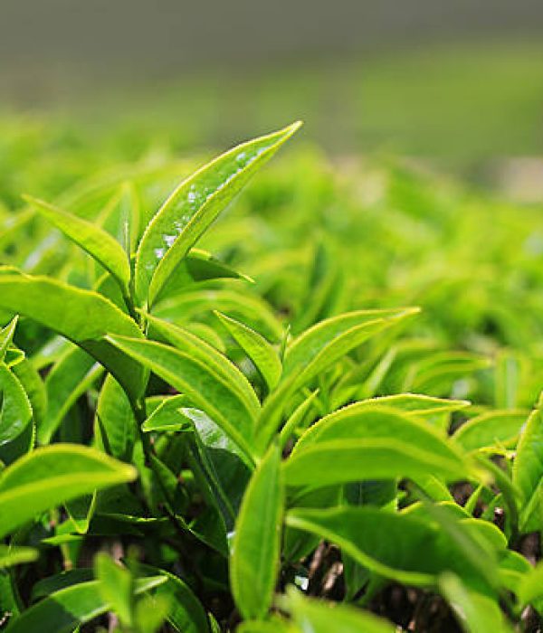 Growing tea leafs in tea farm