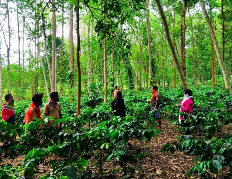 Koraput Coffee