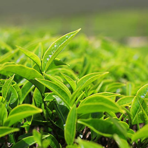 Growing tea leafs in tea farm